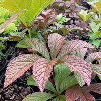 Rodgersia  'Bronze Peacock'